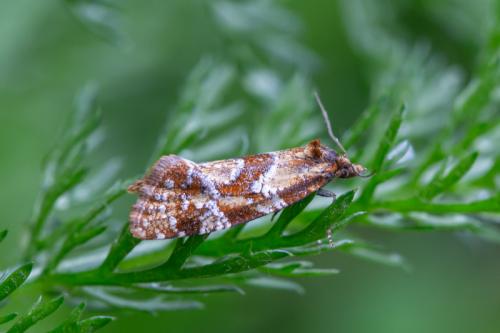 Aethes piercei